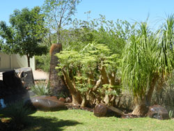 Vegetation in Lodge